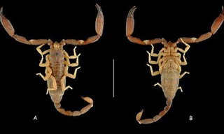 Việt Nam phát hiện thêm loài bọ cạp mới