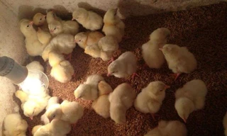 120.000 đồng/con gà Đông Tảo 1 ngày tuổi