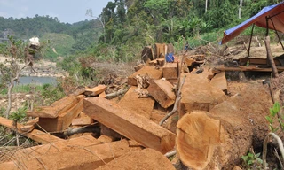 Cây chò nâu được bán ngay tại rừng