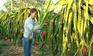 Thanh long chín trái vụ 
