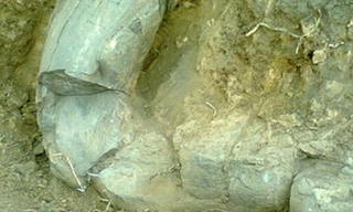 (Nguồn: scratch-radio.com) 