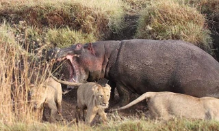 Pha giải thoát 'thế gọng kìm' của hà mã trước bầy sư tử