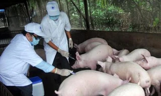 Lập 7 vùng an toàn phòng dịch bệnh phục vụ xuất khẩu