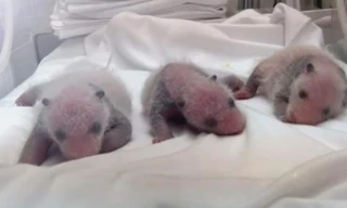 Đàn gấu trúc sinh ba sơ sinh trong lồng kính tại Chielong.