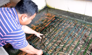 Kiếm 300 triệu/tháng nhờ nuôi lươn không bùn ở Sài Gòn