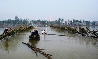 Người dân Đông Bình đóng kè ngăn sông trong những ngày đầu ra quân. Ảnh : Nguyễn Thành