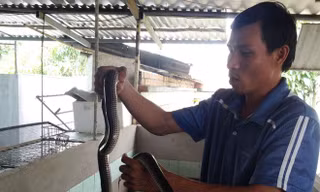 Thầy giáo miền Tây nuôi rắn thu bạc tỷ