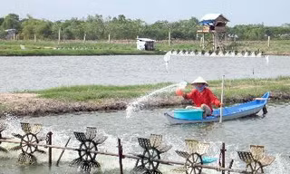 Người nuôi tôm bị cúp điện, vì sao?