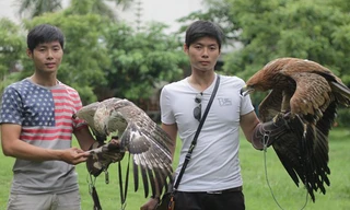 Cặp song sinh 9X nuôi đại bàng giá trên 200 triệu/con