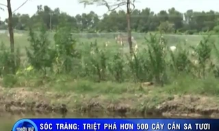 Lập trang trại cần sa để nuôi... gia cầm