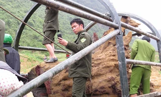 Hộ tống gỗ sưa về huyện