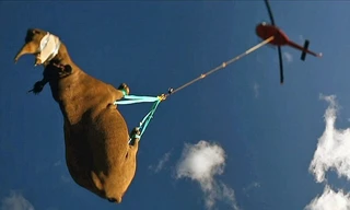 500 con tê giác lơ lửng theo trực thăng đi lánh nạn