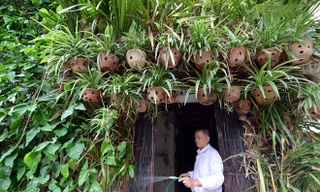 Người Hà Nội chi tiền tỷ phủ cây xanh kín nhà