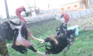 Gà Thổ Hà quyết chiến