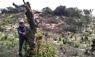 Rừng dẻ phòng hộ ven biển Chân Mây-Lăng Cô bị đốt phá, chặt hạ không thương tiếc sau khi giao về cho dự án du lịch. Ảnh: Ngọc Văn 