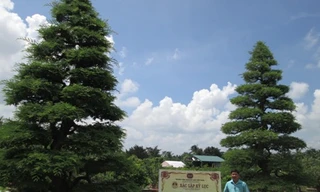 Ông Phước Lộc đứng giữa cặp me đã được Trung tâm Sách kỷ lục Việt Nam xác lập là cặp me kiểng cổ nhất Việt Nam