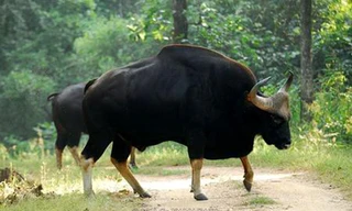 Phú Yên: Đi kiểm tra rẫy, phát hiện 2 con bò tót