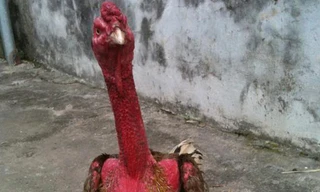 Chiến kê Xám Thần: Gà chọi bạc tỷ số 1 đất Bắc