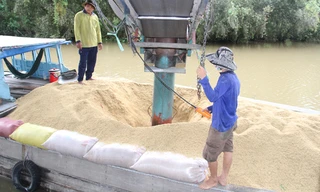 Dùng hệ thống hút điện để đưa lúa tươi vào lò sấy tại cơ sở sấy lúa Ba Đèo. Ảnh: Đại Dương 