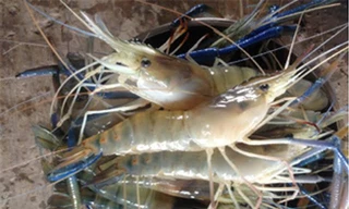 Nuôi tôm càng xanh toàn đực