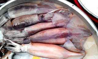 Loại mực đang bán với giá rẻ trên thị trường được cơ quan chức năng xác định là nhập khẩu từ các nước Hàn Quốc, Đài Loan và Indonesia