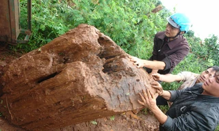 ‘Vương quốc’ cây vô sinh duy nhất thế giới ở Tây Nguyên
