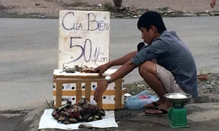 Cua biển giá bèo