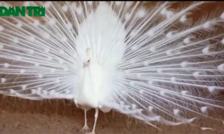 'Bạch khổng tước' kì lạ hiếm thấy ở thủ đô