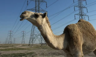 Chú lạc đà Shaheen 