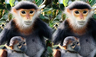 Voọc Chà Vá chân nâu là loài đặc biệt quý hiếm nằm trong sách Đỏ Việt Nam và thế giới. Ảnh: Internet