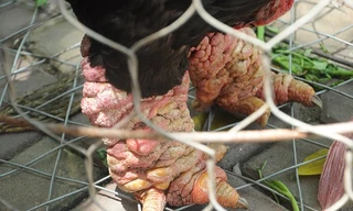 Chân gà 500.000 đồng/chiếc ngon tới cỡ nào?