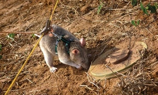 Rùng mình cảnh tượng dùng chuột khổng lồ để rà phá bom mìn