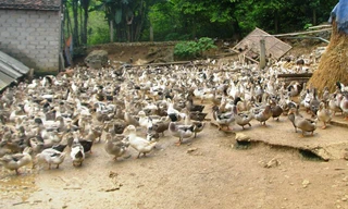 Mỗi năm, gia đình anh Nguyễn Đình Chín thu nhập hơn 100 triệu đồng nhờ nuôi vịt bầu Phủ Quỳ