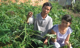 Vườn sắn của anh Thương quéo lá vì nước giếng