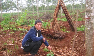 Nông dân chặt cao su trồng cà phê