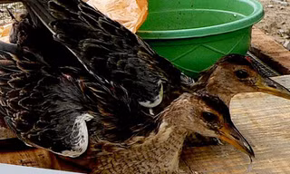 Bẫy cúm núm bằng băng ghi âm, thu tiền triệu mỗi đêm