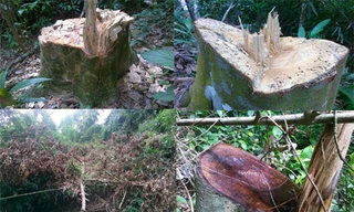 Rừng phòng hộ bị tàn phá tan hoang.