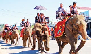 Để có voi nhà phải kỳ công thuần hóa voi rừng. Ảnh: Hoàng Thiên Nga