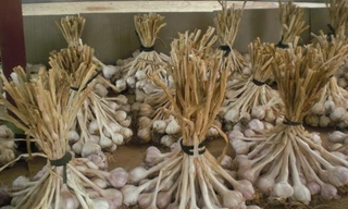 Mùi đặc trưng nấn ná lâu dài trong hơi thở khiến không ít người e ngại khi thưởng thức các món ăn chứa tỏi. Ảnh: Khánh Hà.