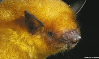 Phát hiện loài dơi có màu vàng ánh kim kỳ lạ nhất hành tinh