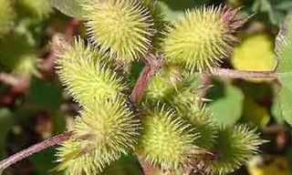 Ké đầu ngựa - vị thuốc quý trị xoang mũi