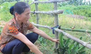 Cây xương rồng ba cạnh trồng ở huyện miền núi Như Xuân (Thanh Hóa) có chất mủ rất độc. Ảnh: Hoàng Lam