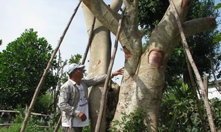 Bỏ nghề lái xe, kinh doanh cây cảnh kiếm bạc tỷ