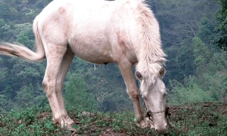 Ngựa Hữu Kiên giúp người dân thoát nghèo. Ảnh: Duy Chiến