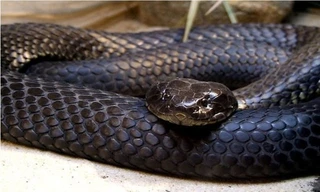 Rắn hổ đảo Chappell có thân hình to gấp đôi những con rắn hổ ở nơi khác. 