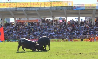 Chọi trâu Đồ Sơn thu hút hàng vạn du khách