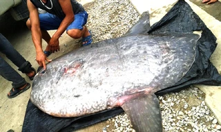 Cá mặt trăng nặng 120kg. 