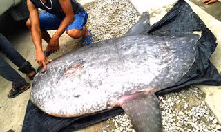 Cá mặt trăng nặng 120kg. 