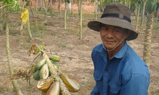  Nông dân Nguyễn Văn Luân bên vườn đu đủ thất thu vì thiếu nước 
