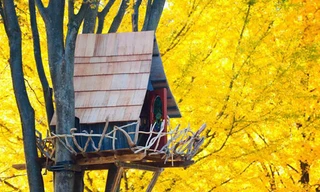 Những ngôi nhà trên cây độc đáo nhất thế giới